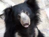 rescued bear in agra india