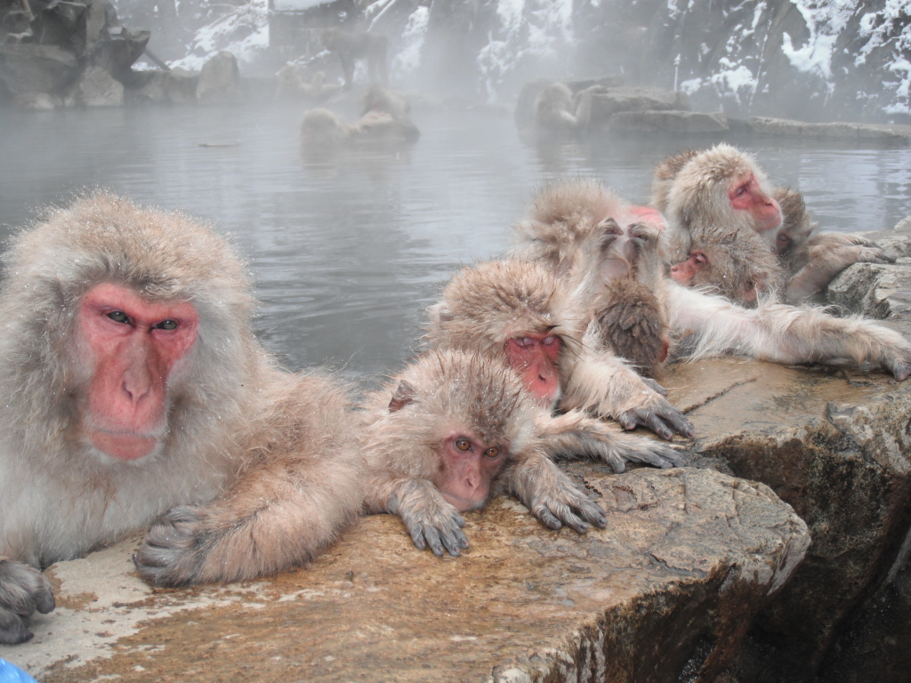 snow monkeys