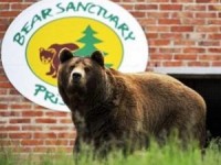 Captive brown bears rescued in Kosovo, ReadyClickAndGo