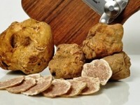 Day tours in Istria - Truffle Hunting, ReadyClickAndGo