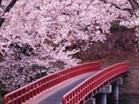 cherry-blossom in japan readyclickandgo